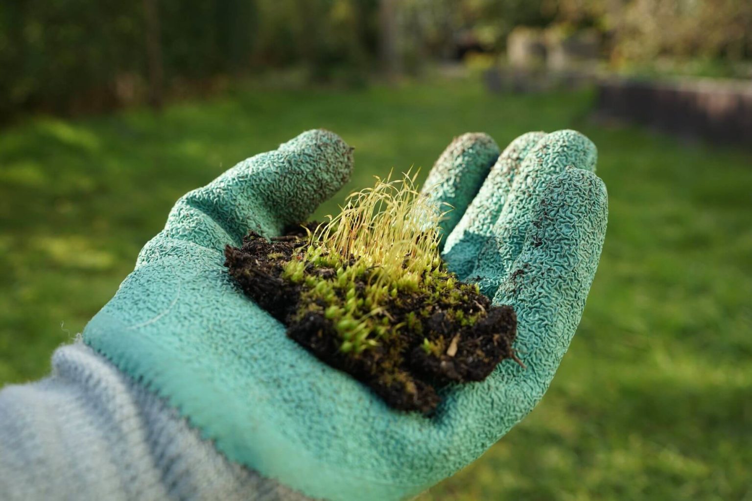 Hoe kun je mos in het gazon het beste bestrijden? Mooigrasveld.nl