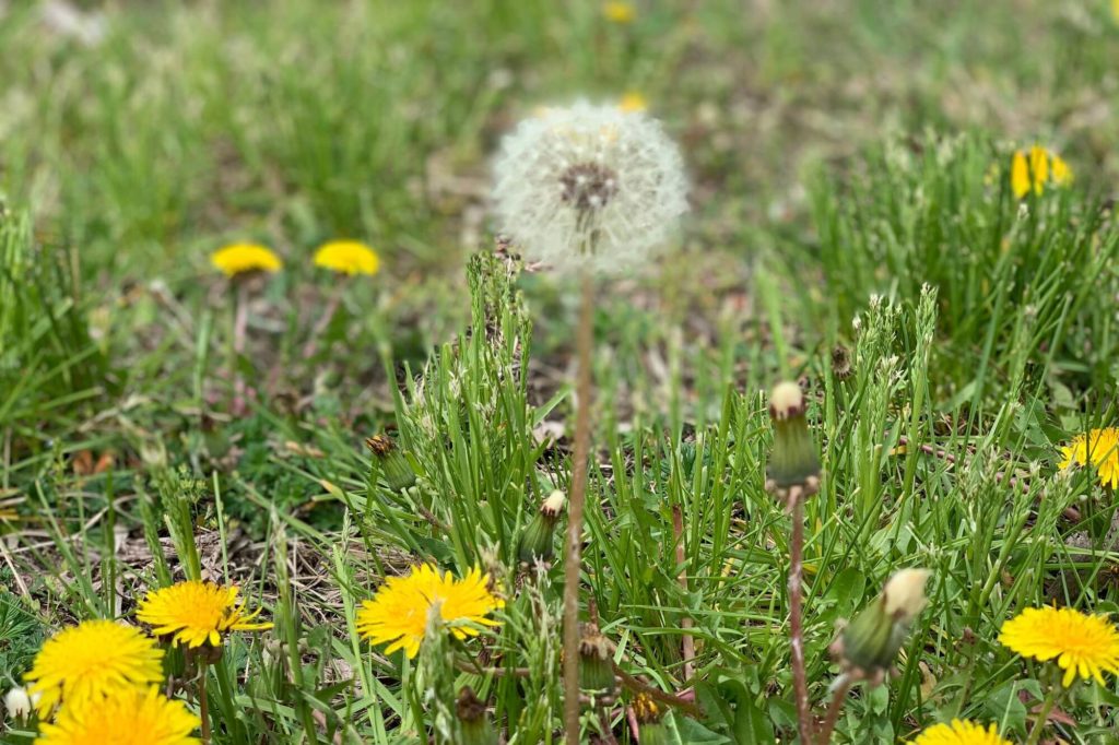 Paardenbloemen in het gazon? 3 tips om ze te verwijderen