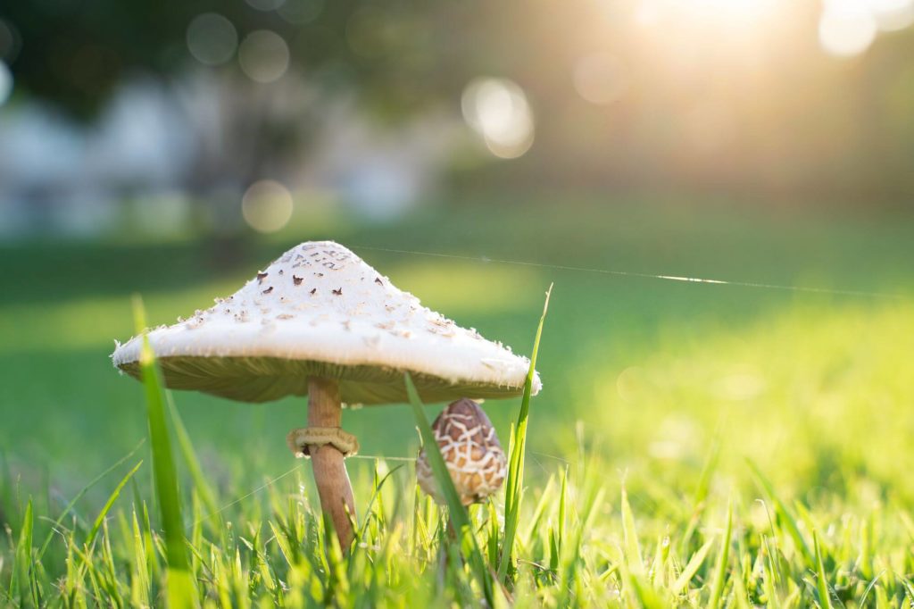 Zo kun je eenvoudig paddenstoelen bestrijden
