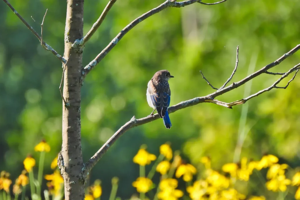 Voorkom dat vogels jouw ingezaaide gras opeten