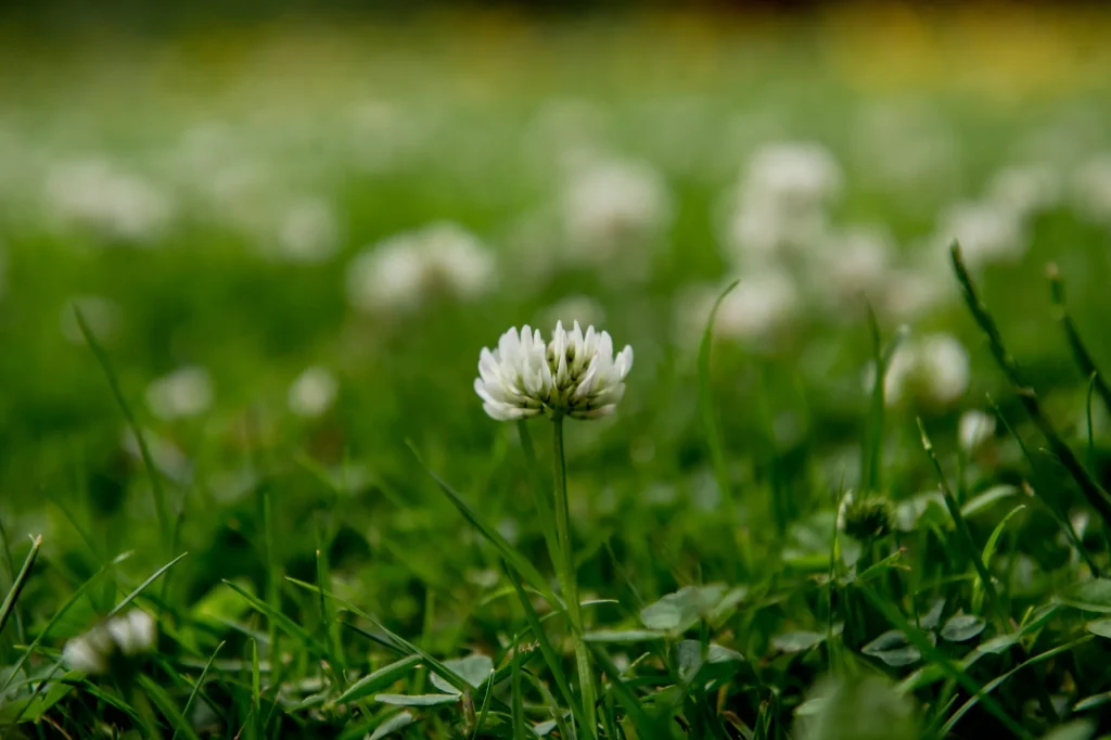 Klaver in je grasveld: Een verrassend positieve toevoeging