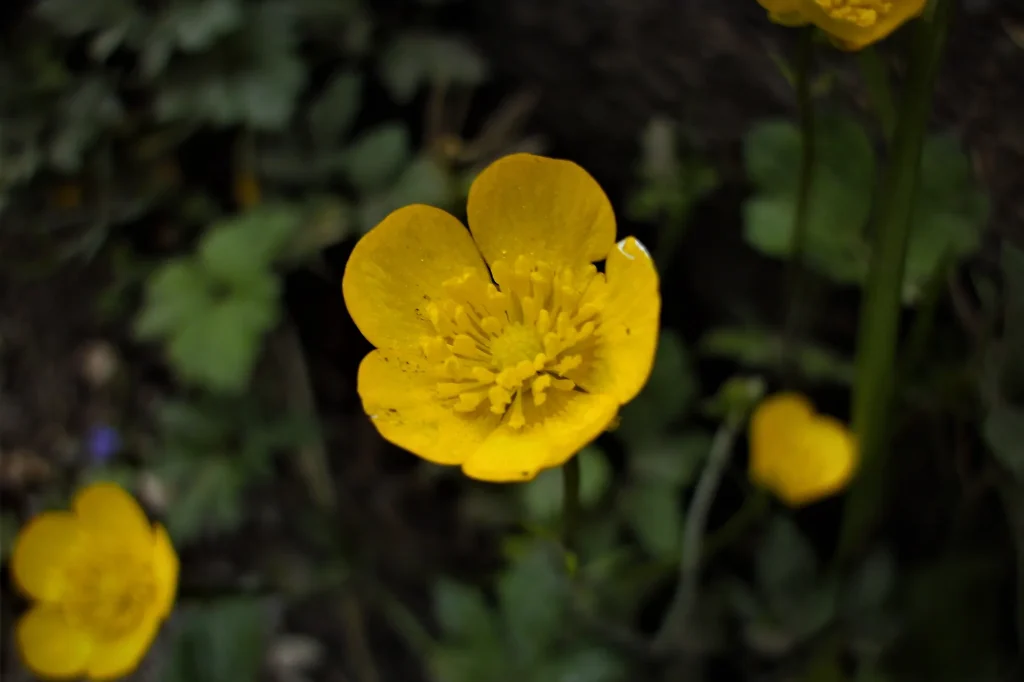 Boterbloemen in gras bestrijden: een eenvoudig stappenplan