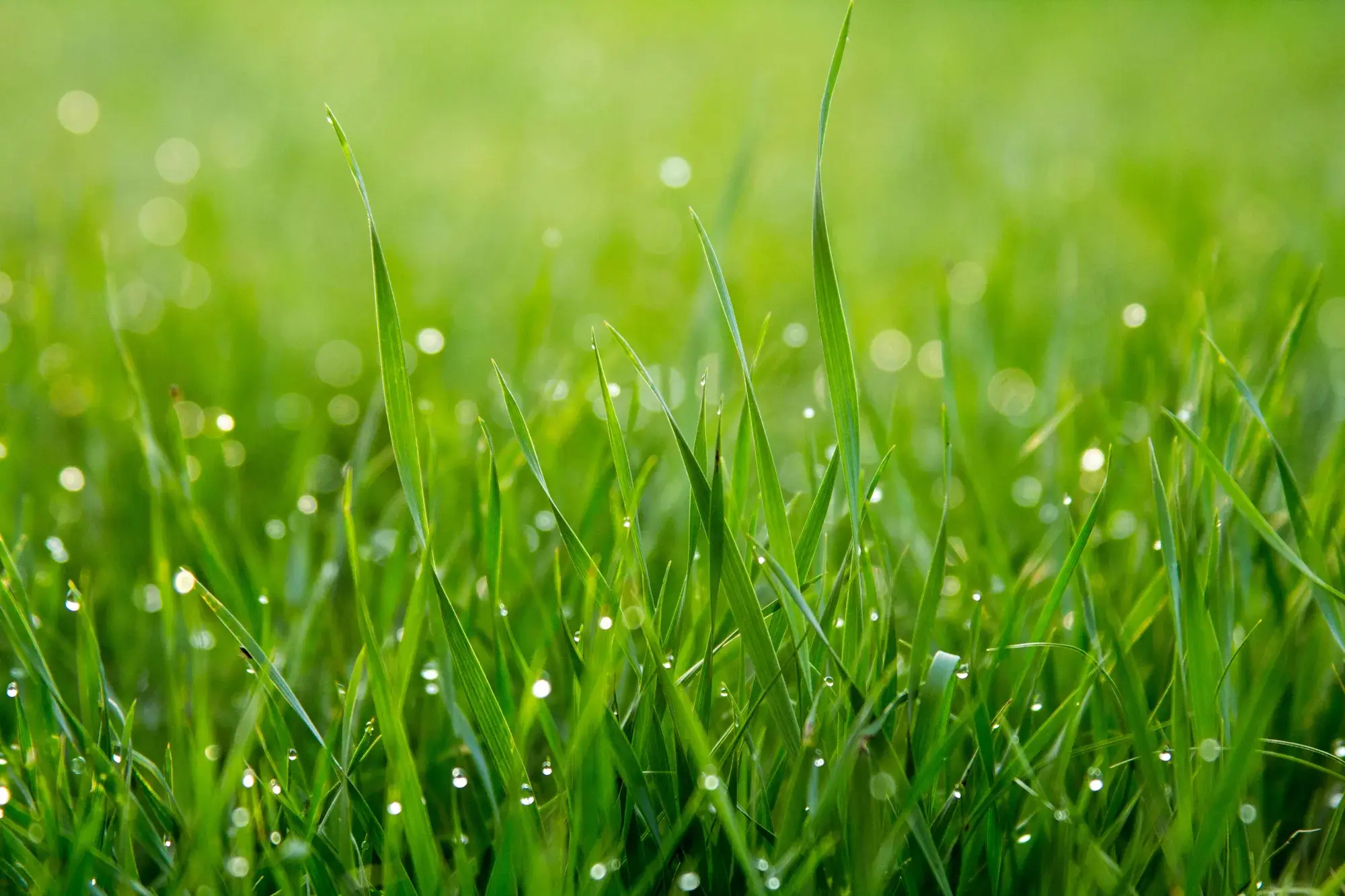Ontdek de mogelijk redenen waarom jouw gras niet groeit