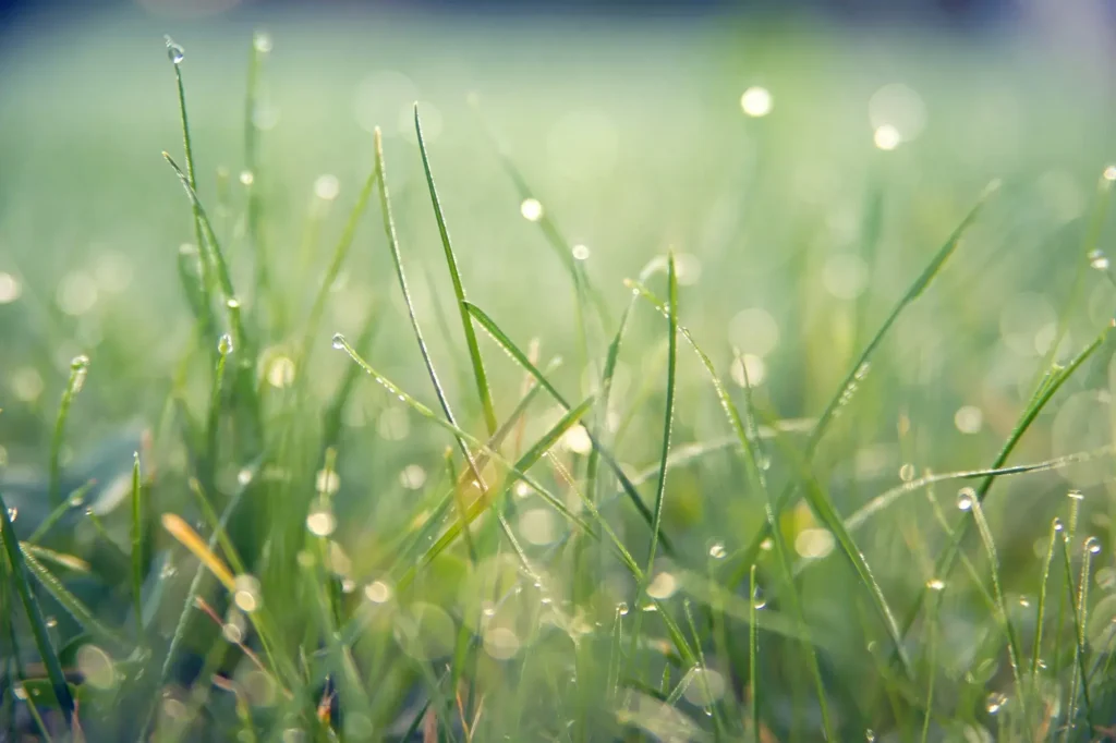 Een compleet overzicht van grassoorten voor je gazon