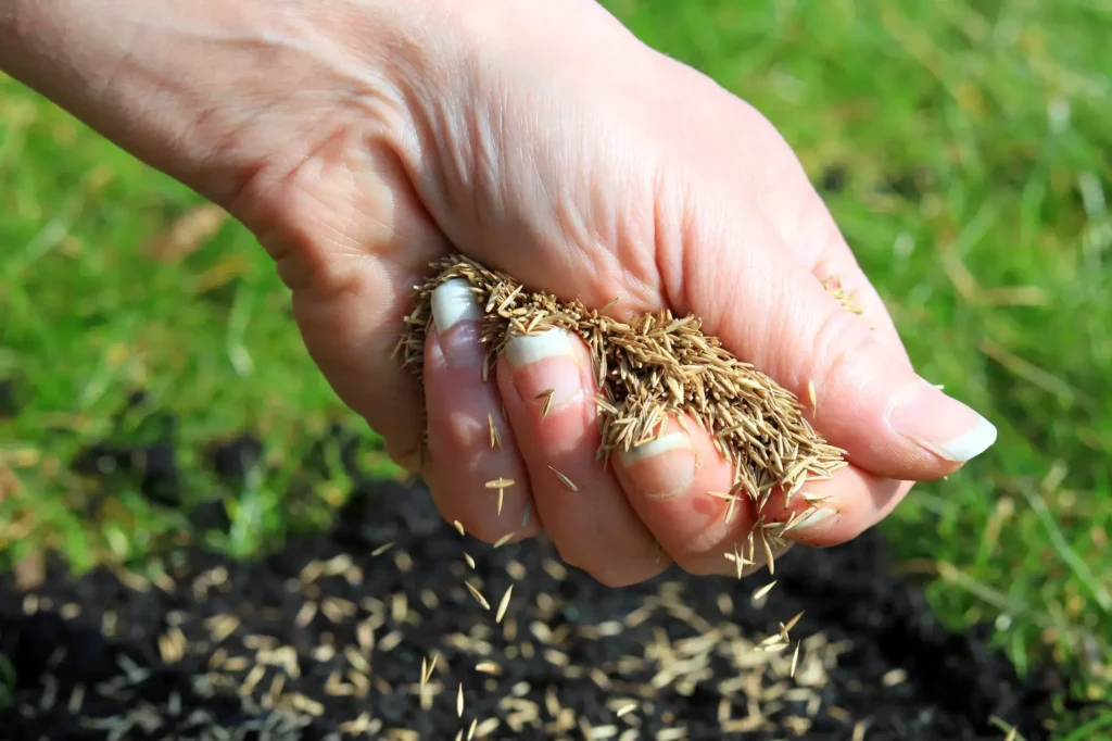 Dit is alles dat je wilt weten over graszaad voor een mooi gazon