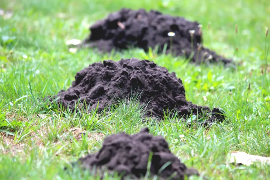 Mollen bestrijden in je grasveld: Tips voor een molvrij gazon