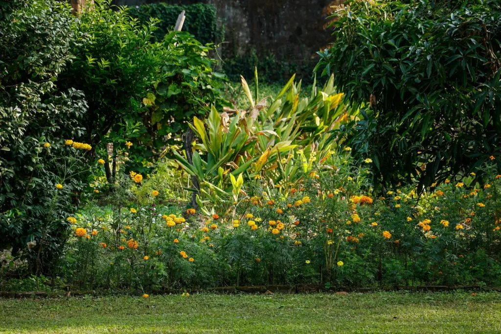 Zo voorkom je dat borderplanten je grasveld overwoekeren