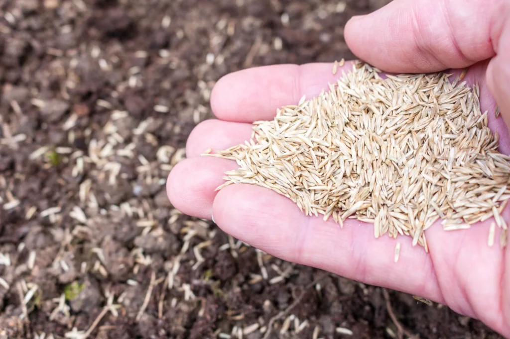 Wanneer is het beste moment voor het inzaaien van gras?