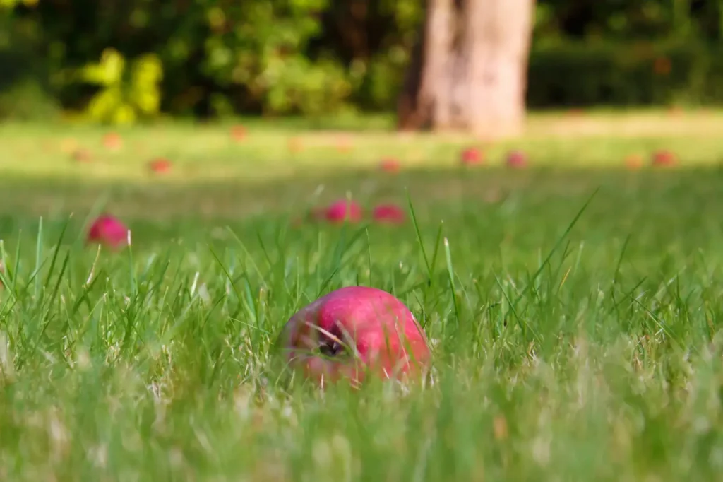 Fruitbomen in het grasveld: De uitdagingen en voordelen