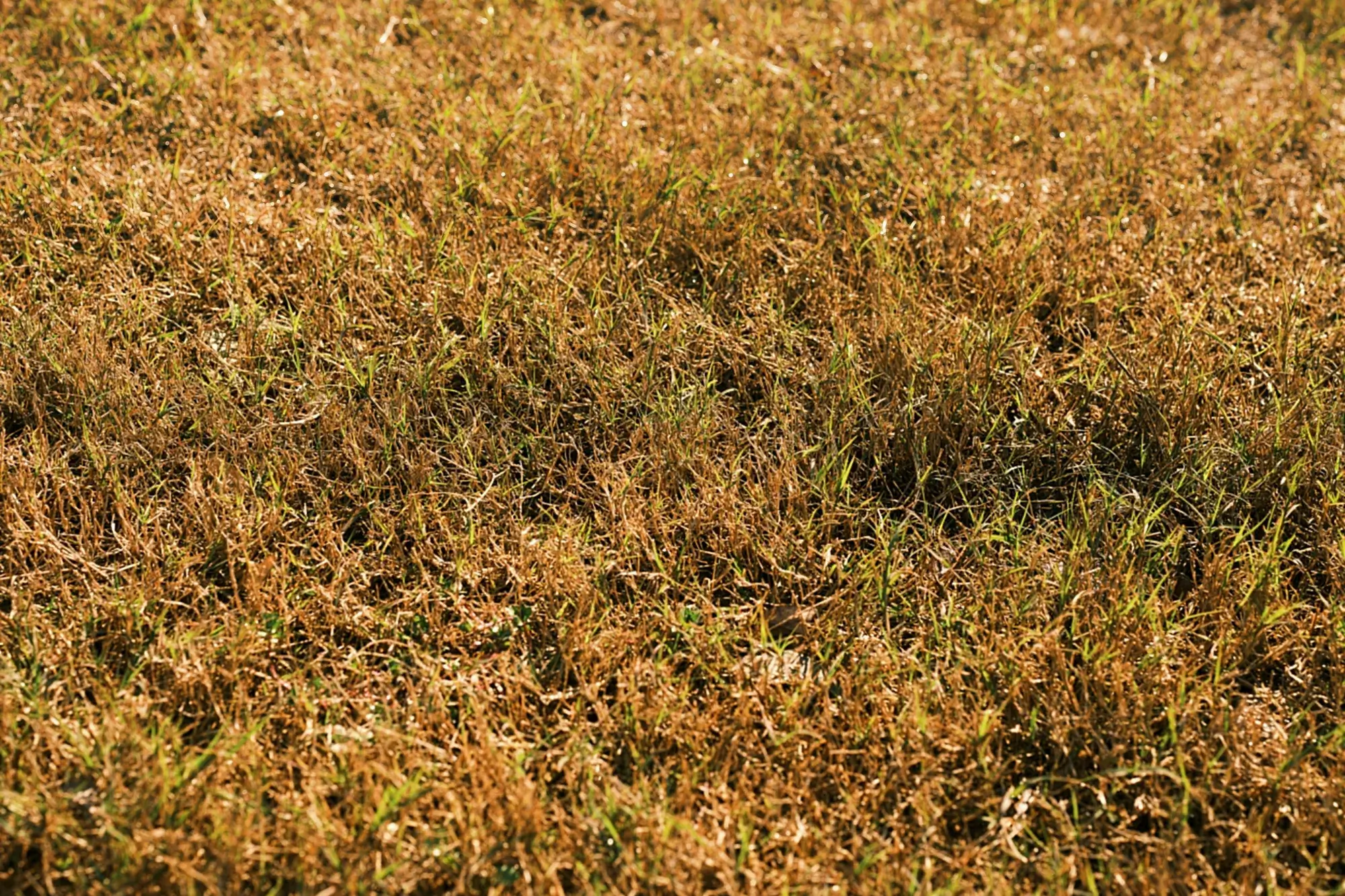 Grasziekten: Wat is er mis met je gras? En hoe los je het op?