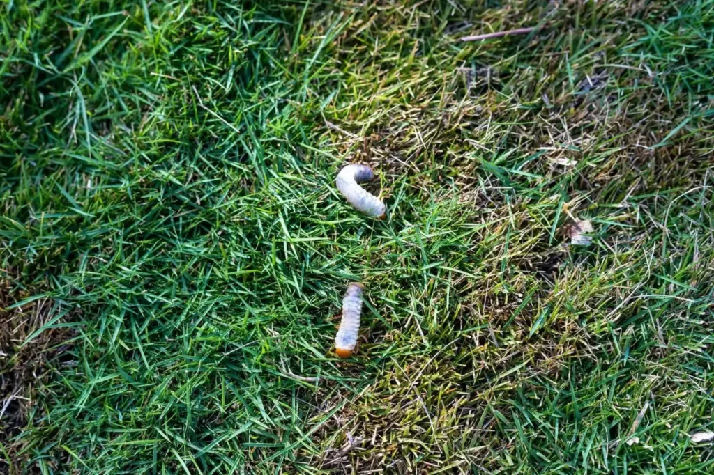 Engerlingen in je grasveld: hoe herken je ze en wat kun je doen?