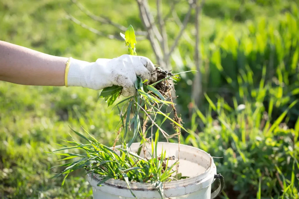 Onkruid en ongedierte: zo houd je je grasveld gezond en strak